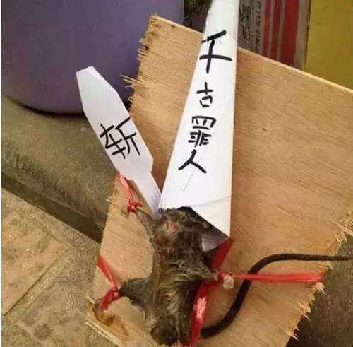 搞笑图片004期不就是一只老鼠吗你们这样折腾真的好吗