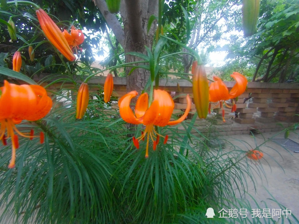 这是可以吃的百合花你吃过吗花朵和根球都可以吃