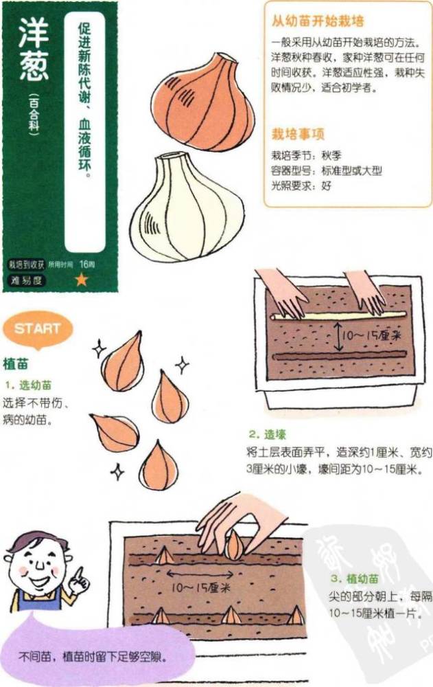 如果你愿意一层一层的剥开我的心……阳台洋葱种植技术