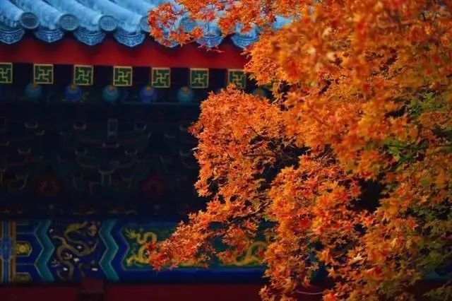 北海公园|大北京│夏天竟然就有“漫天红枫”，就藏在市中这绝美园子里