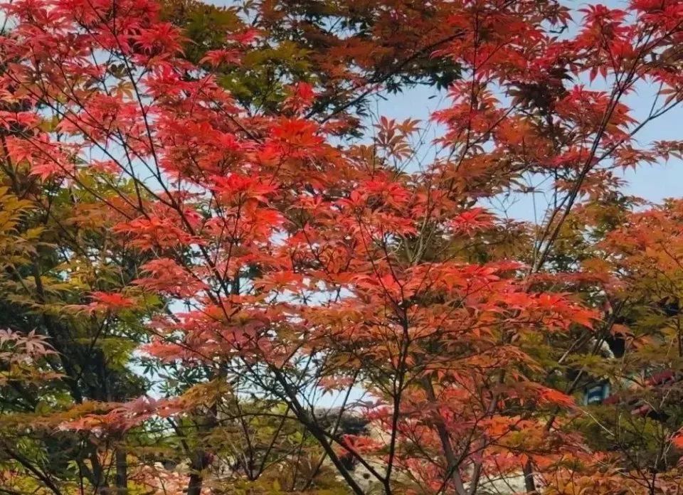 北海公园|大北京│夏天竟然就有“漫天红枫”，就藏在市中这绝美园子里