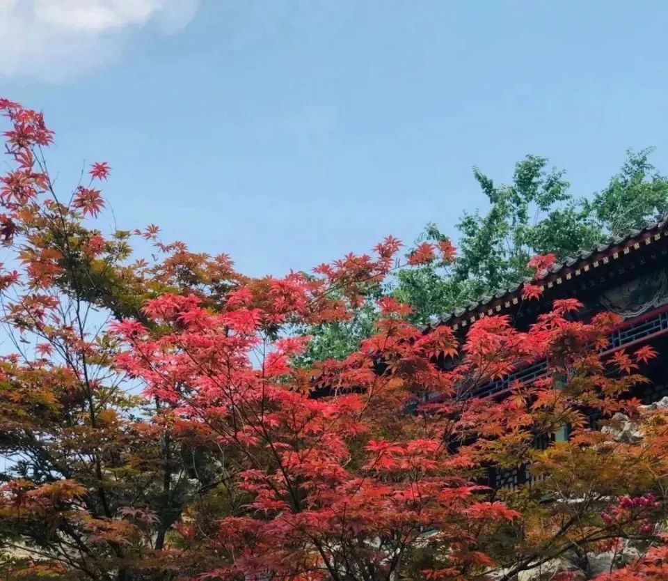北海公园|大北京│夏天竟然就有“漫天红枫”，就藏在市中这绝美园子里