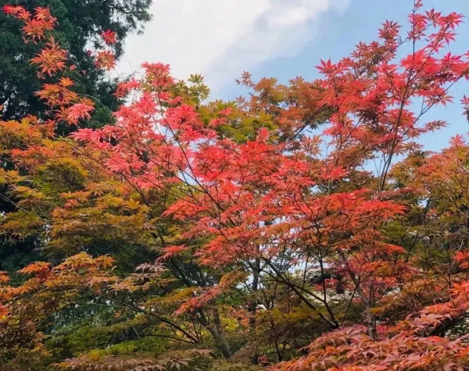 北海公园|大北京│夏天竟然就有“漫天红枫”，就藏在市中这绝美园子里