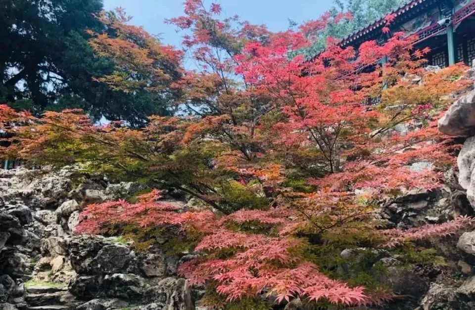 北海公园|大北京│夏天竟然就有“漫天红枫”，就藏在市中这绝美园子里