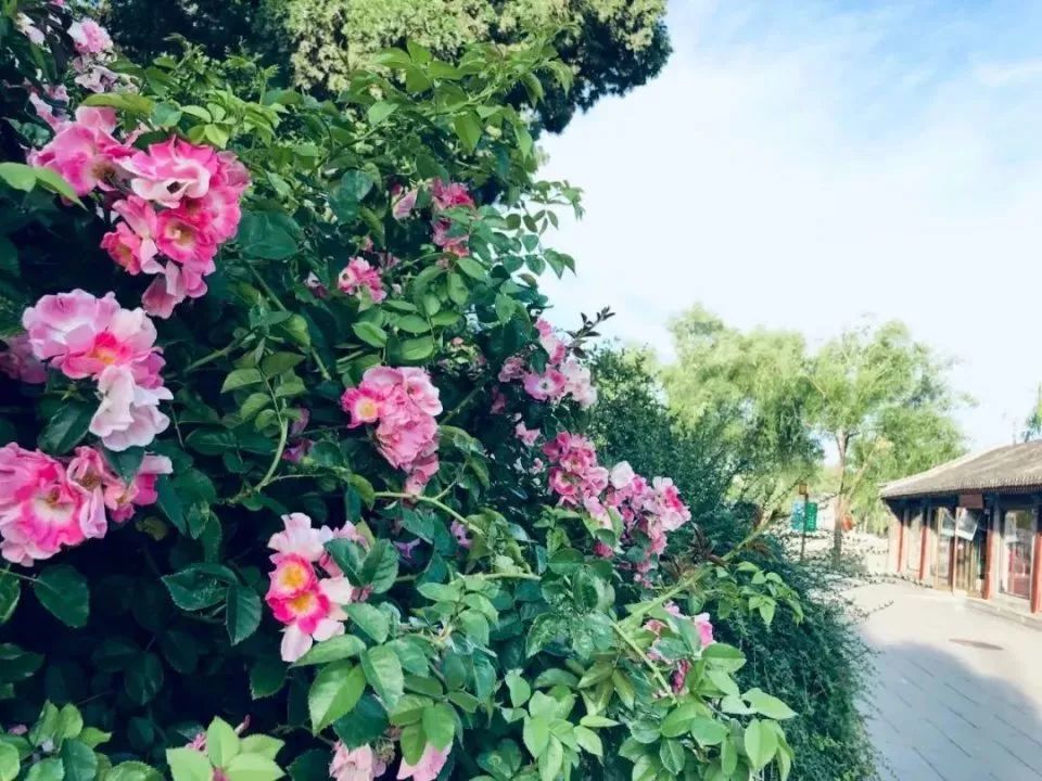北海公园|大北京│夏天竟然就有“漫天红枫”，就藏在市中这绝美园子里