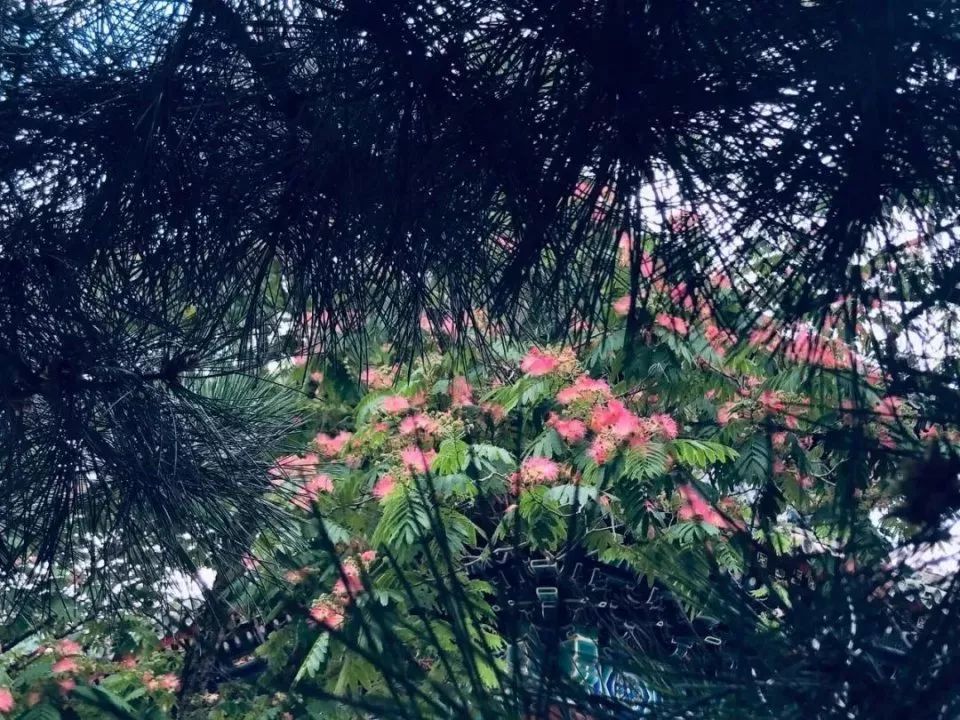 北海公园|大北京│夏天竟然就有“漫天红枫”，就藏在市中这绝美园子里