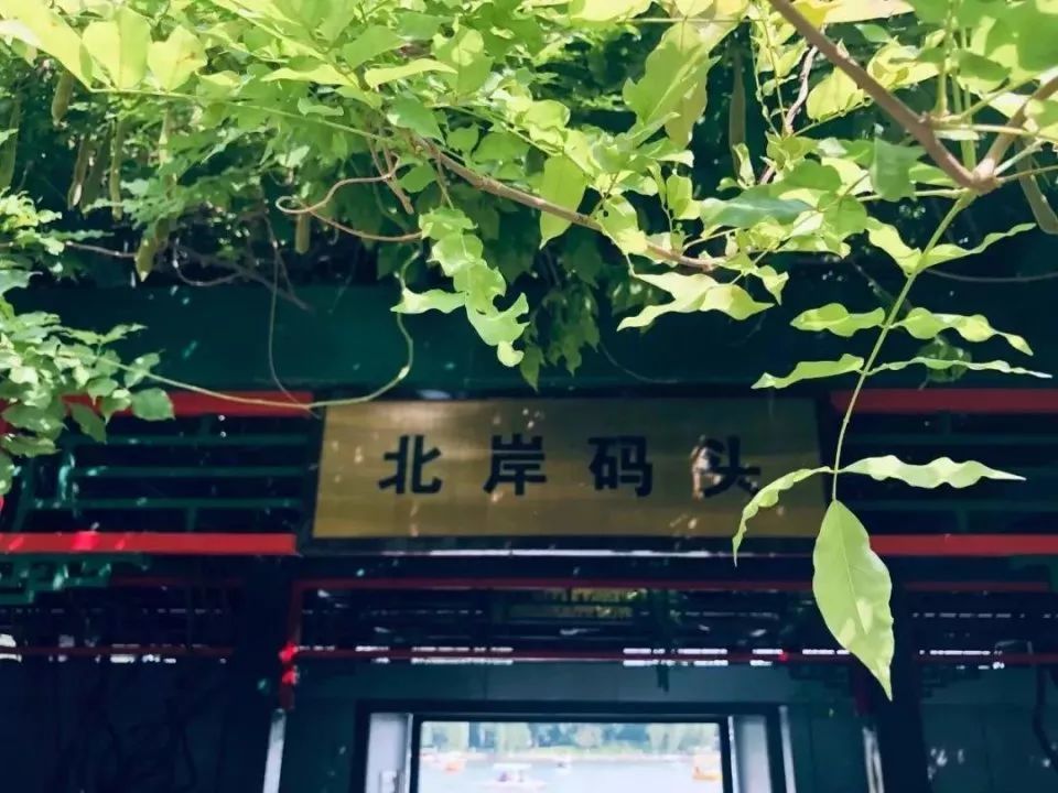 北海公园|大北京│夏天竟然就有“漫天红枫”，就藏在市中这绝美园子里