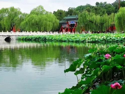 北海公园|大北京│夏天竟然就有“漫天红枫”，就藏在市中这绝美园子里