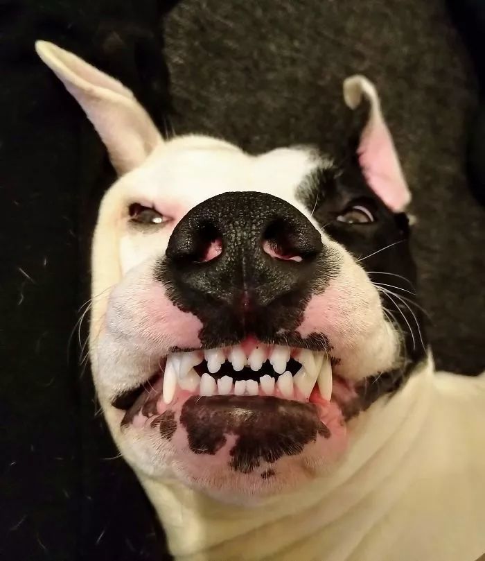 网友:想看看你家狗砸的丑照,结果引来一大批铲屎官疯狂晒照