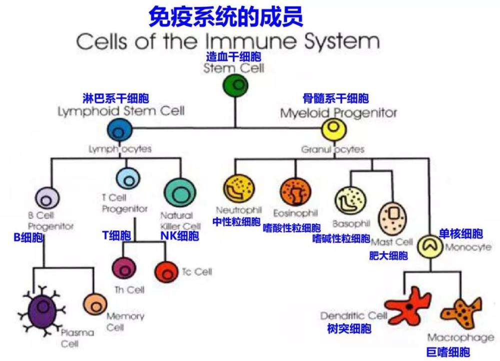 Wt1树突疫苗作为免疫系统的总指挥 轻松预防癌症发生 腾讯新闻