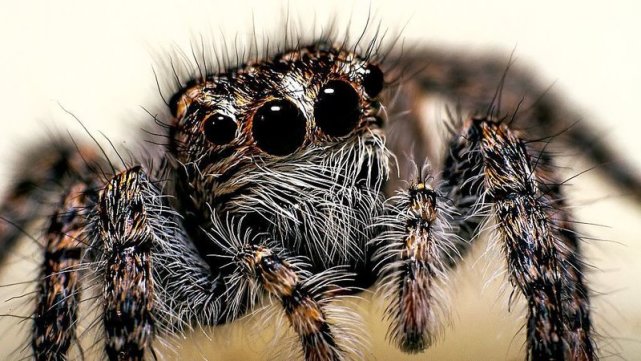 蜘蛛可以长八个眼睛,为什么我们人类只能长两个眼睛?