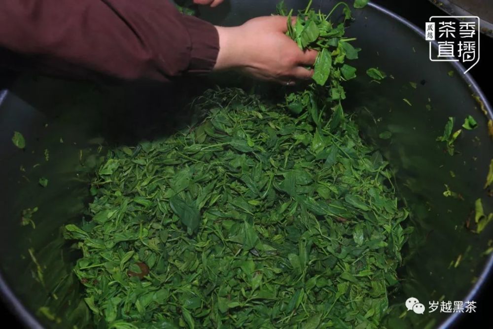 新品上市 花香天尖 一条通往黑茶新世界之路