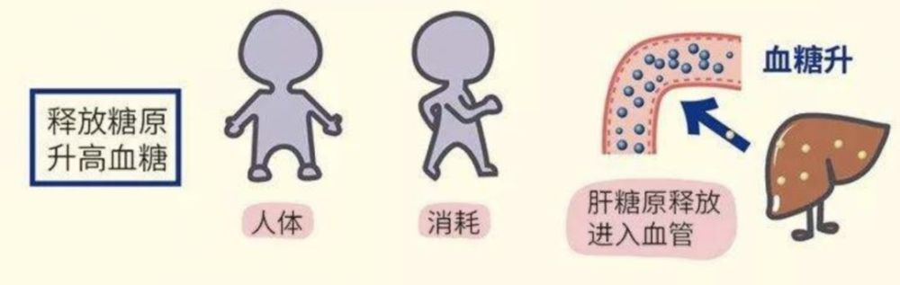 血糖|了解血糖的来源与去路，如何让血糖稳定？