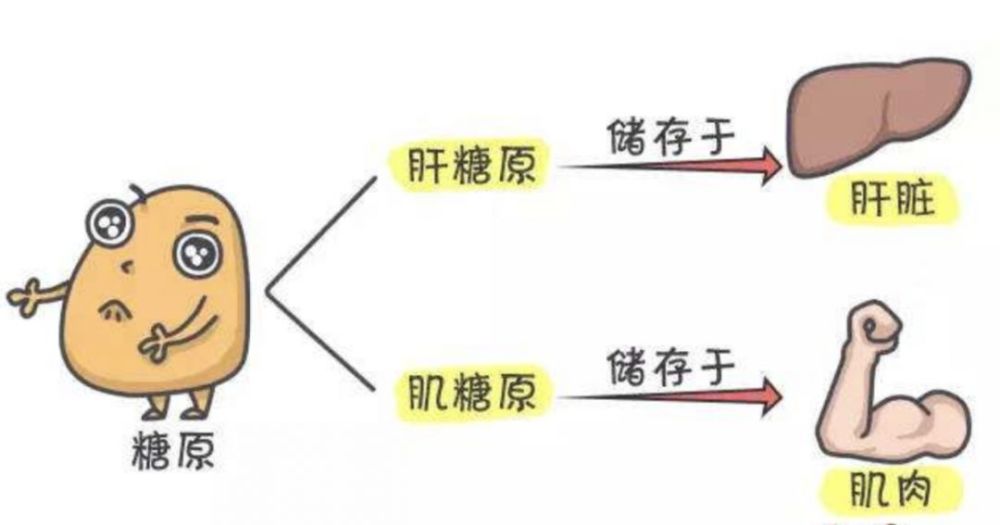 血糖|了解血糖的来源与去路，如何让血糖稳定？