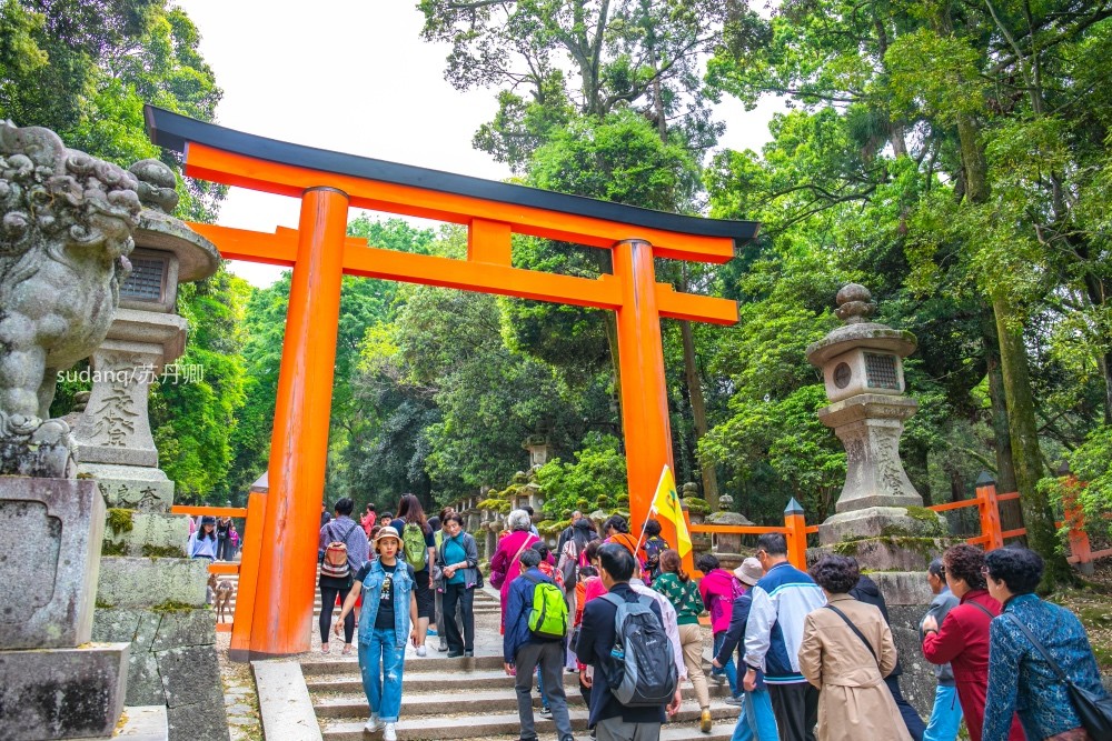 日本之旅 一定不能错过的世界遗产 春日大社 树深时见鹿