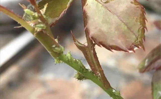 进入病虫高发期 给花喷点它 病虫没有花越长越旺 腾讯网