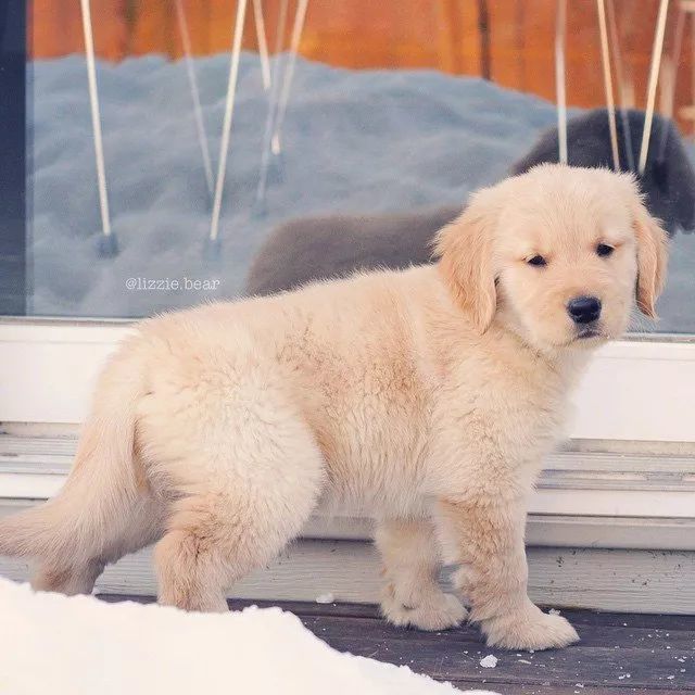 雪地里的小天使超萌小金毛图集