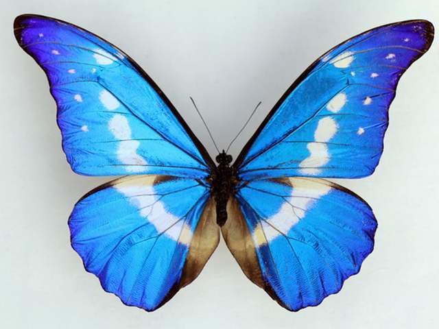 蝴蝶变身"钢铁侠" 身披黄金甲光芒闪耀(图)