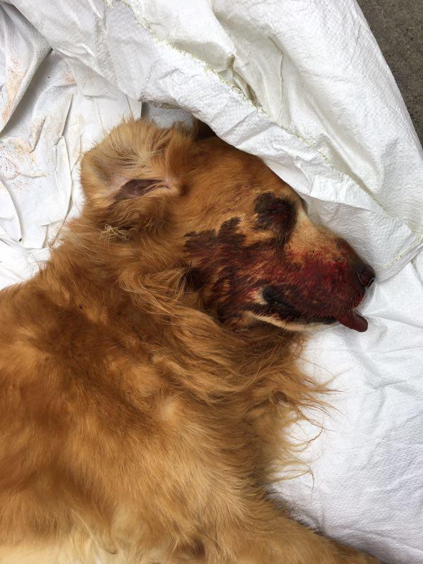 广东一金毛因咬死贵宾犬被打死续：主人父母血压升高住进医院