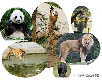 热烈庆贺栾川竹海野生动物园6月30日盛大开园