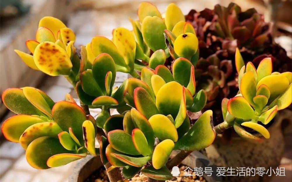 管理省心 能吸收辐射的景天科多肉植物 黄金花月 腾讯新闻