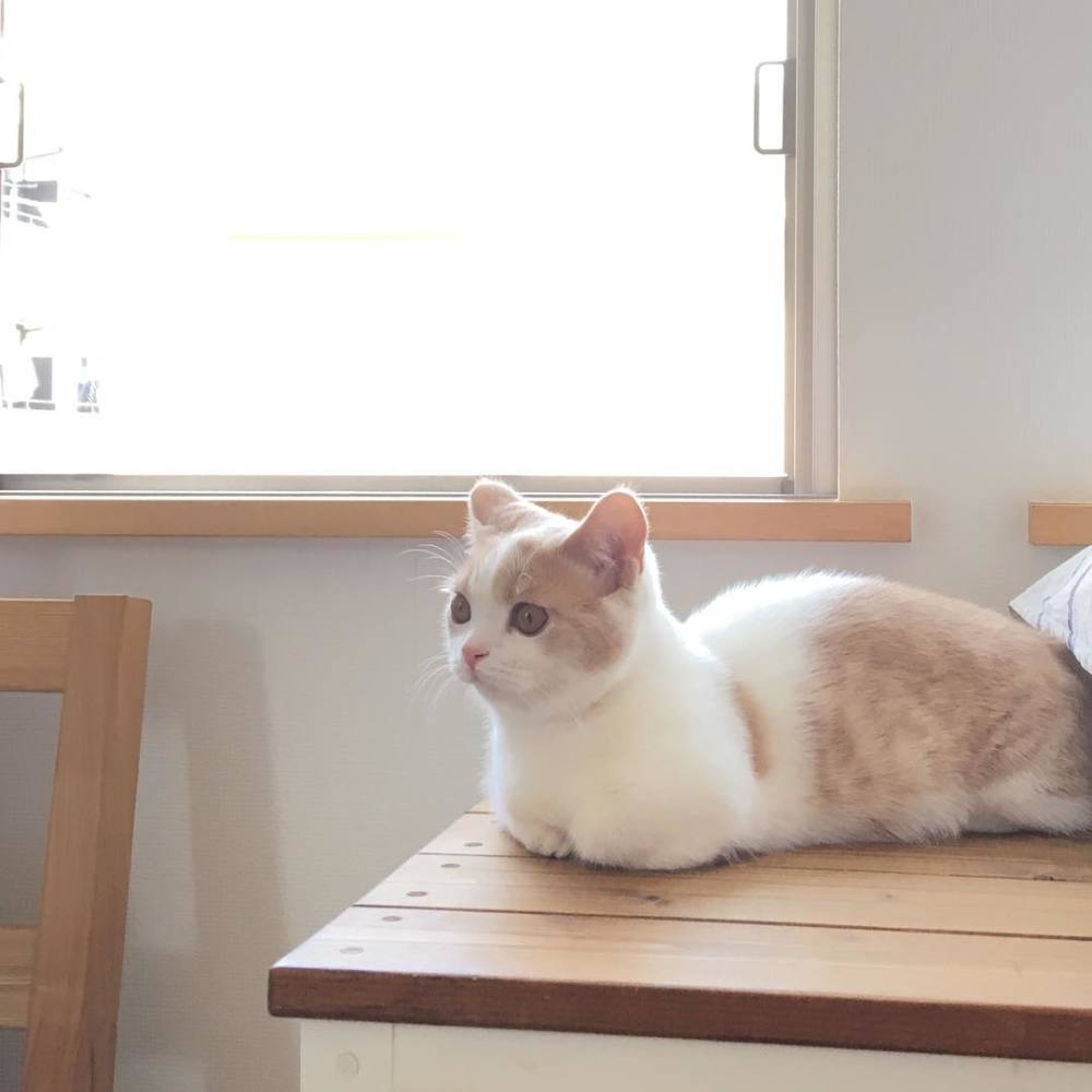 猫咪不在猫砂盆如厕 随地排泄 我们应该怎么办