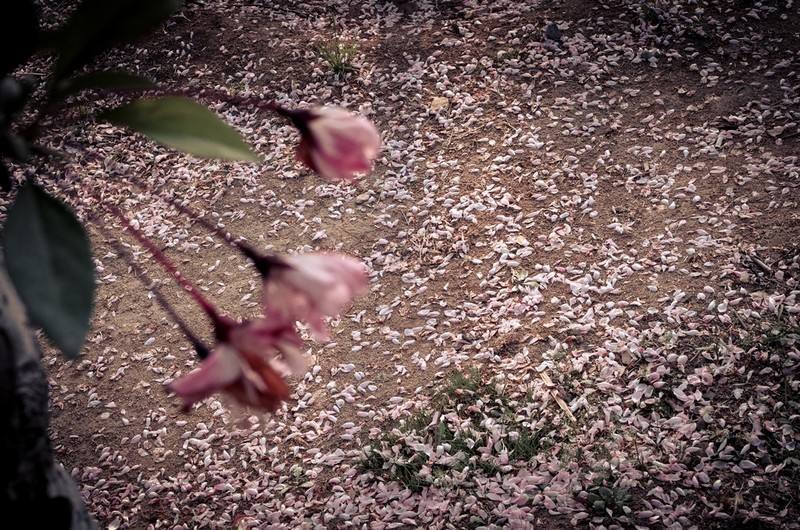 一首伤春宋词精美无比堪比精彩唐诗传说是王安石梦中所作