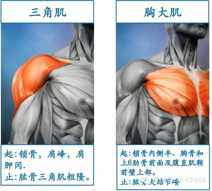 這可能是你見過最精美的3d骨骼肌解剖圖了收藏分享