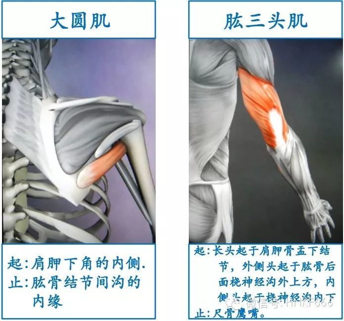 这可能是你见过最精美的3d骨骼肌解剖图了收藏分享