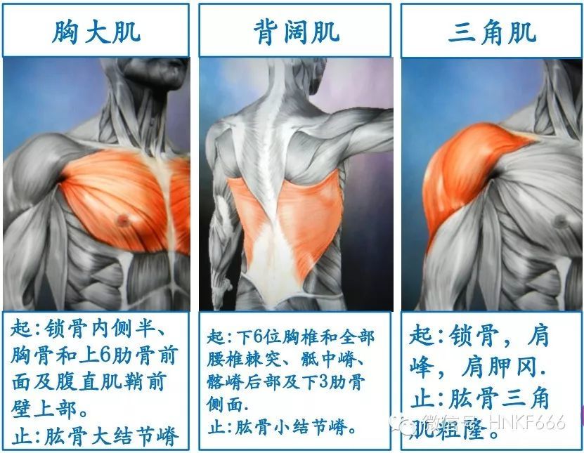 這可能是你見過最精美的3d骨骼肌解剖圖了收藏分享