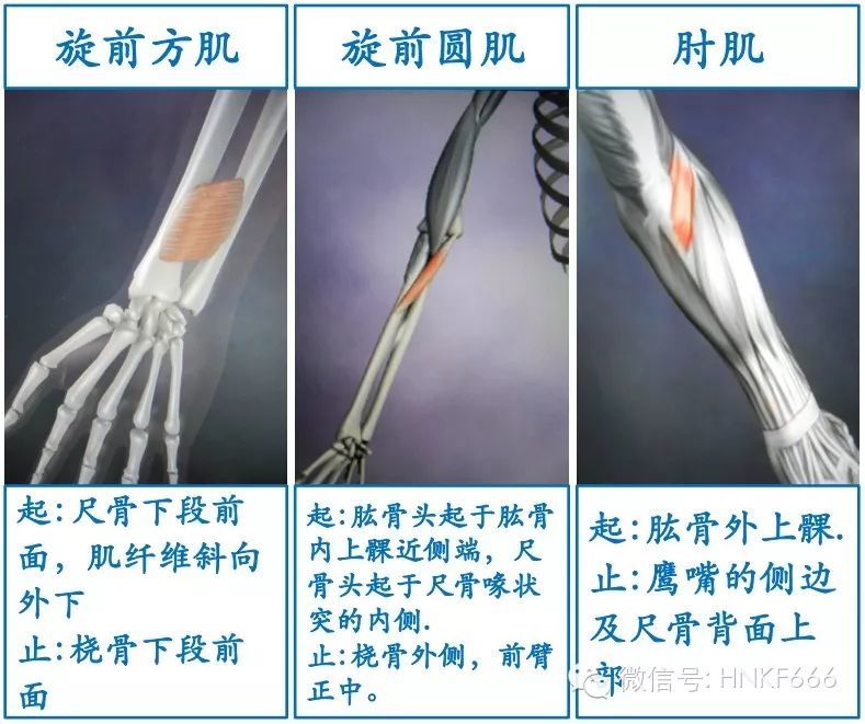 這可能是你見過最精美的3d骨骼肌解剖圖了!收藏 分享!_騰訊新聞