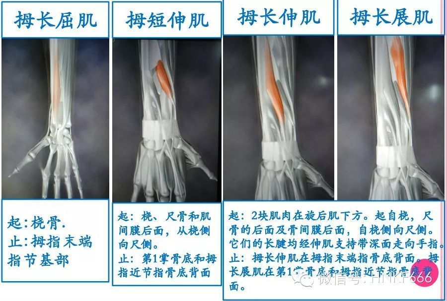 這可能是你見過最精美的3d骨骼肌解剖圖了收藏分享