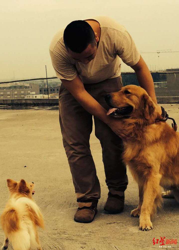 自家狗被咬死主人打死金毛犬被刑拘 律师认为应先认定狗价格