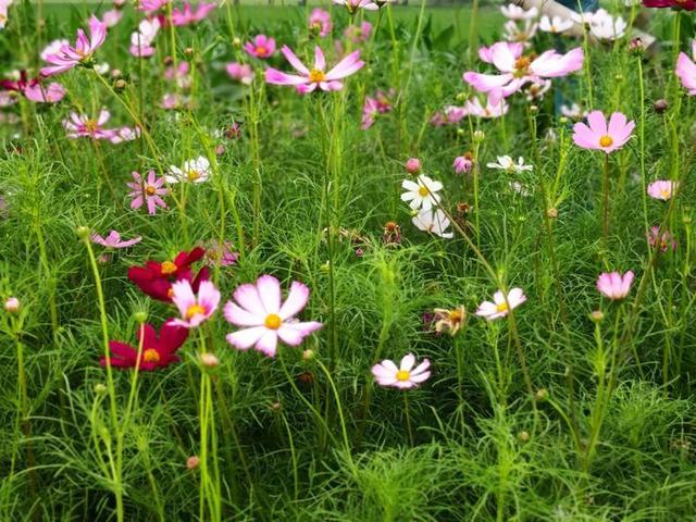 腾讯内容开放平台