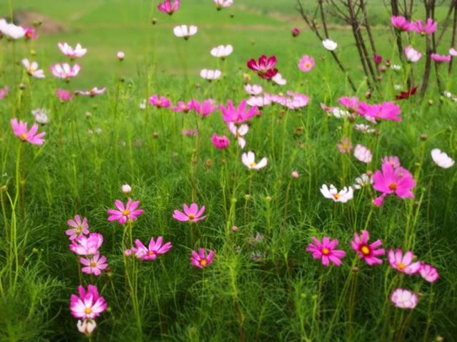 腾讯内容开放平台