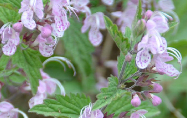 一种专治百日咳的野草,人称"六月寒",可惜很多人都不知其价值