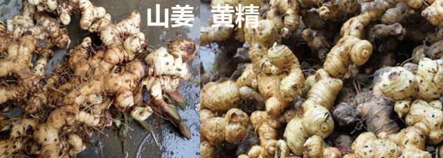 3个小细节教你如何辨别真假黄精杜绝买到假货