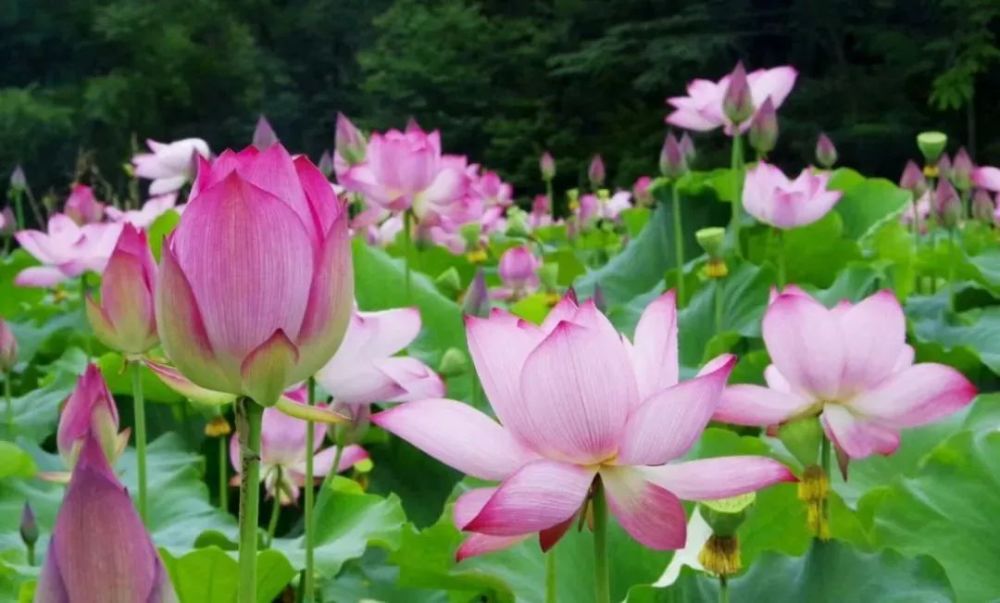 打卡清远8大荷花胜地,人少景美还免费!