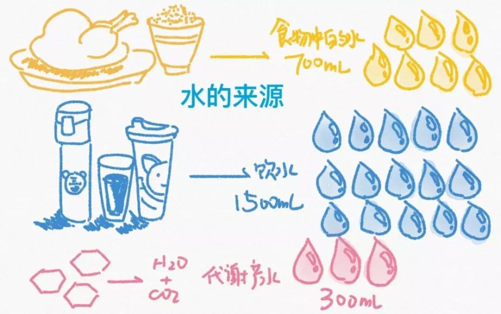代谢产水:人体新陈代谢会产生水分,正常饮食的情况下每日通过新陈代谢