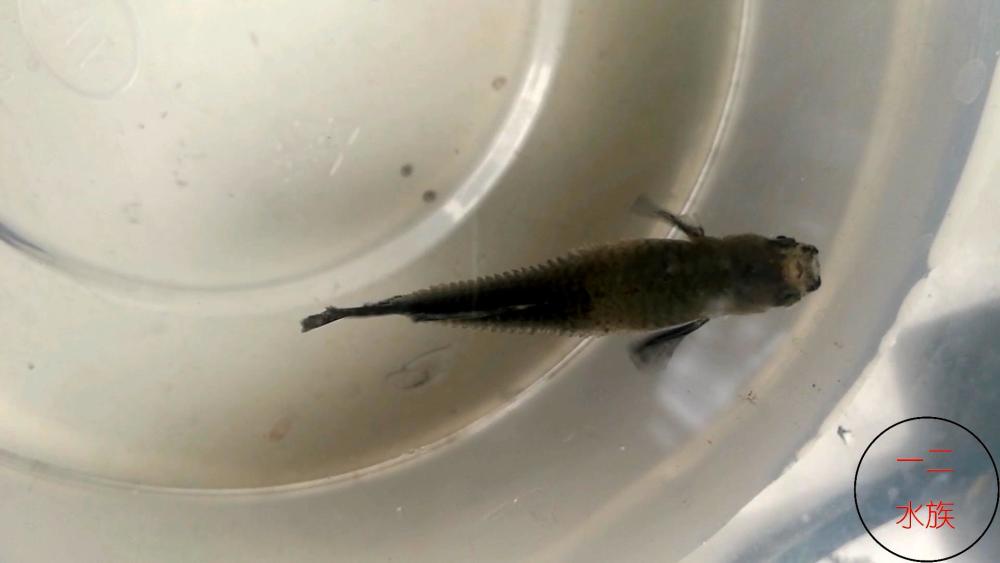 给孔雀鱼治病的经历 原来大盐可以这么用 观赏鱼炸鳞不用怕