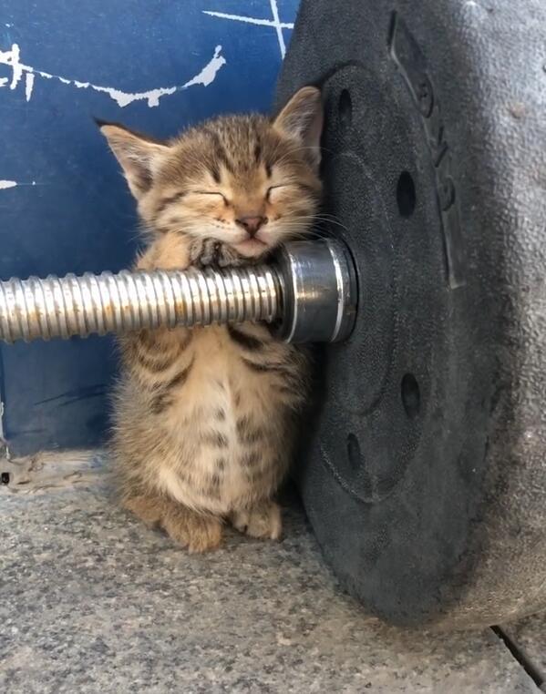 小猫咪扶着杠铃打瞌睡,时不时舔爪子,突出的小肚亮了