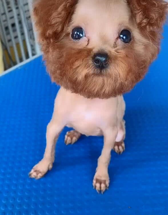 主人把泰迪剃成了秃头,网友:沙师弟,真的是你吗?