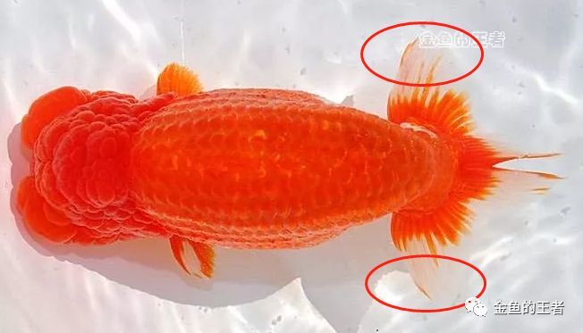 日兰 这种金鱼 尾型是生命