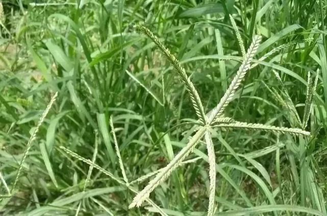 蘆葦牛筋草稗草等惡性雜草治不住教你一招一次根除