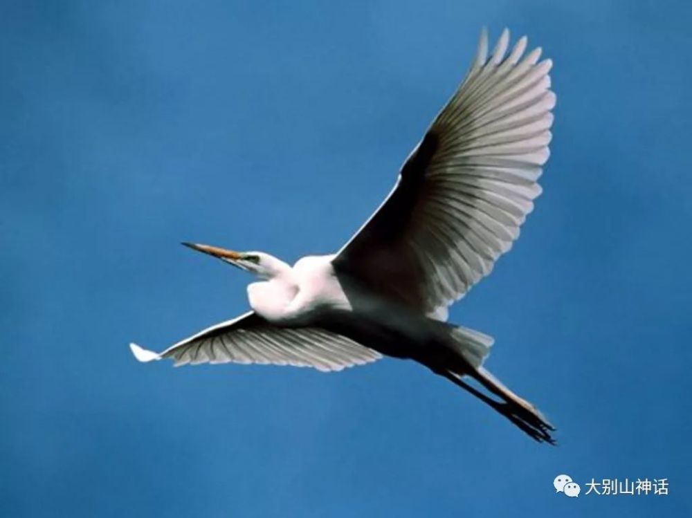 上联:孤鹰飞远岭,如何对下联