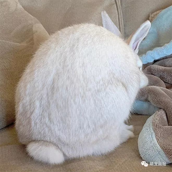 兔子那圆滚滚的小尾巴实在是太萌了吧!