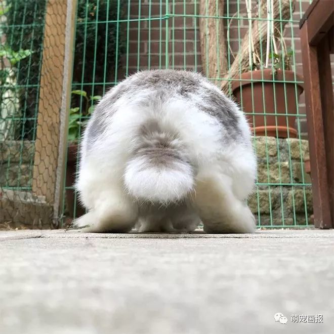 兔子那圆滚滚的小尾巴实在是太萌了吧!