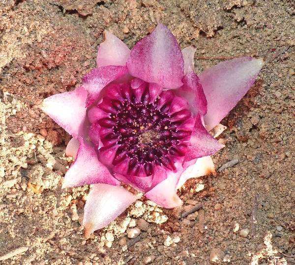 通过调查发现,这些兰花总是出现在一种叫金雀花的桃金娘科植物周围