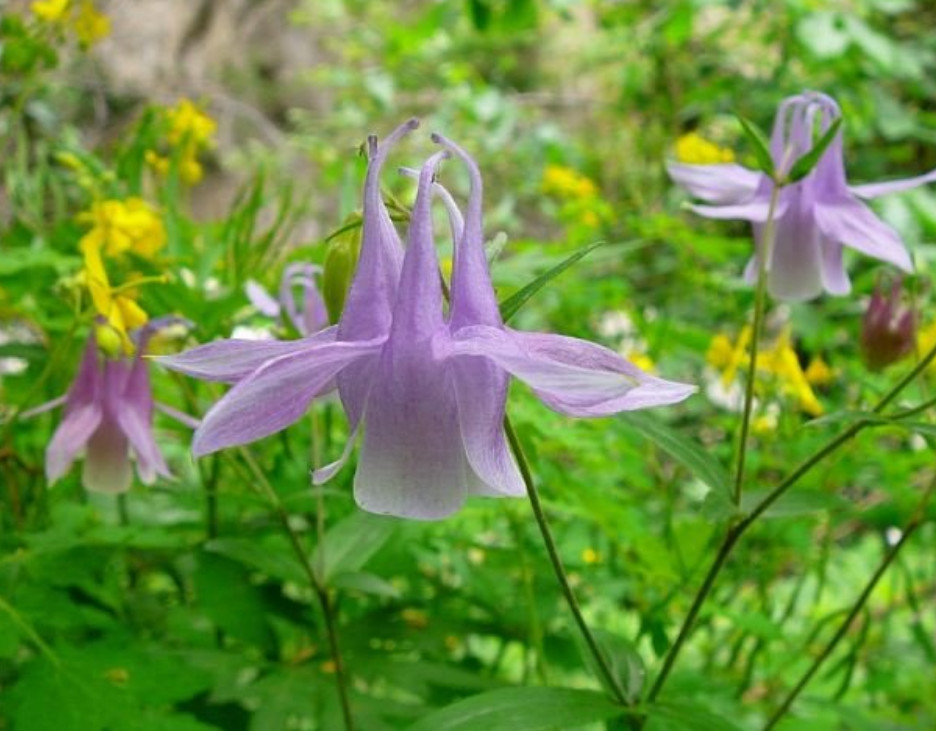 这株耧斗菜开花非常的漂亮,但你知道要如何养护它吗?