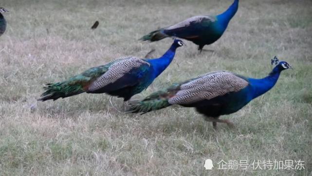野生孔雀繁衍过剩 政府悬赏抓一只给600